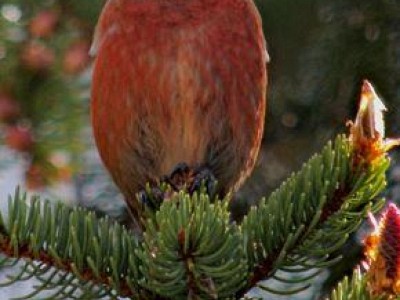 Bec croise des sapins